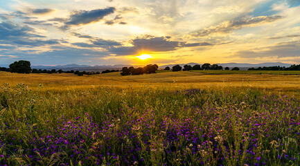 Wall Mural - Sunset with sunbeam over corn fields with trees and mountains and grass and flowers on the front