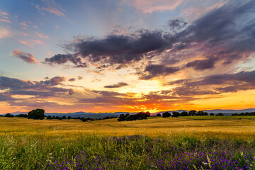 Wall Mural - Sunset with sunbeam over corn fields with trees and mountains, clouds and grass and flowers on the front