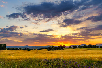 Wall Mural - Sunset with sunbeam over corn fields with trees and mountains, clouds and grass and flowers on the front