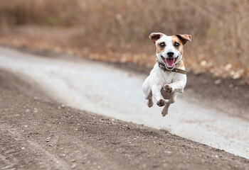 Wall Mural - Running dog in autumn