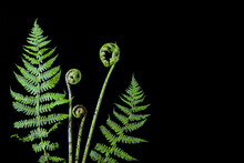 Fresh Green Young Shoots Stems Spiral Of Fern Leaves On Black Background
