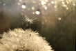 The fluff is separated from the head of a dandelion in a receding sun on a background with bokeh.