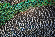 Peacock feathers in blue and green pattern