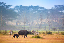 Cape Buffalo And Zebra Near Naivasha Lake In Kenya, Africa