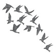 © desertsands - Silhouette of city flying birds on white background. Inspirational body flash tattoo ink. Set of textured stipple grey birds fly swallows, hand made. Vector.