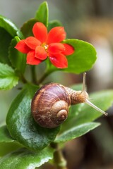 Snail in the garden 