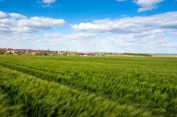 Fotomurales - Field of green rye, cereal, in the wind against the blue cloudy sky