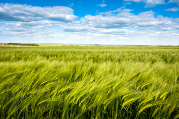 Fotomurales - Field of green rye, cereal, in the wind against the cloudy sky