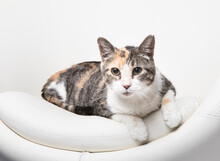 Pretty Orange And White Calico Tabby In Bright Studio Lighting Laying In A White Contemporary Chair With Room For Text