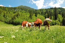 Cows On Grass Meadow In Austria
