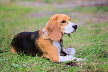 Beagle Harrier dog on the grass