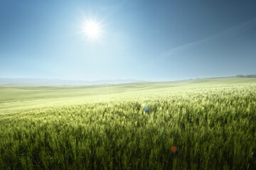 Sticker - Green field of wheat in Tuscany, Italy