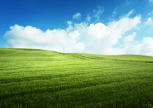 Field Of Grass And Perfect Blue Sky