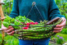 Freshly Picked Radishes And Green Asparagus In A Gardener's Basket.