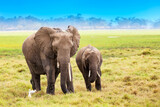Fototapeta Sawanna - African elephants in Amboseli National Park. Kenya, Africa.