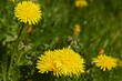 Dandelion flowers on spring green meadow