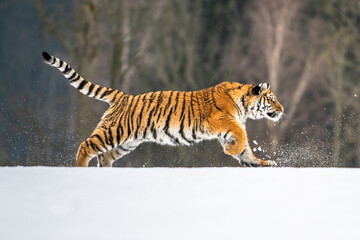 siberian tiger running in snow. beautiful, dynamic and powerful photo of this majestic animal. set i