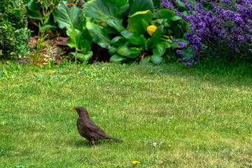 Wall Mural - Turdus merula known as Eurasian or common blackbird - species of true thrush