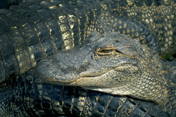 Wall Mural - Alligators farm lots of aligators angry background
