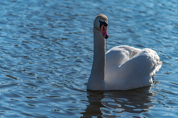 Sticker - swan in the lake