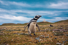 The Magellanic Penguins In The Natural  Sanctuary On The Magdalena Island, Chile