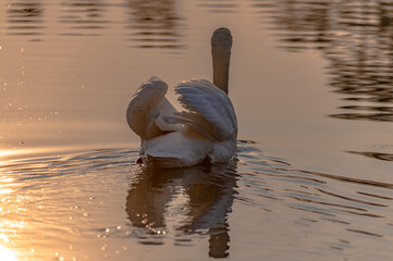 Sticker - swan in the lake