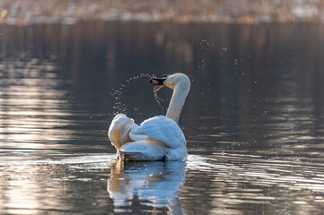 Poster - swan on a lake