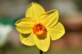 Fototapeta  - Duży kwiat narcyza w zbliżeniu.