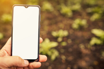the gardener holding in hand smart phone on the background garden beds with the greens. mockup image
