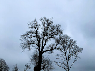 A dark silhouette of two trees without leaves with grey cloud sky on the background, photographed in February