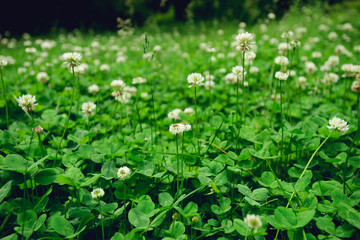 Wall Mural - A field of blooming white clover flowers