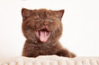 Miau, fauchen gähnen, müde .. süße Babykatze Kitten in braun 