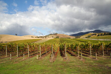 Vines Growing In The Yarra Valley. The Area Is Renown For Its Wine Production Due To The High Quality Of The Soil.