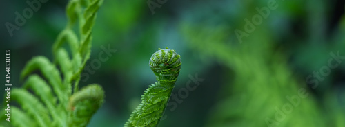 Banner fern leaves grow in the forest.