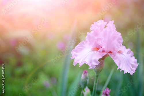 Beautiful pink iris flowers grow in the garden in the morning