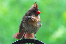 A Female Northern Cardinal Perches On A Shepherds Hook In The Spring Rain.