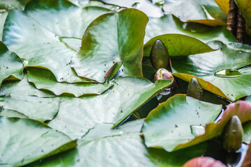 Leaves and blooming flowers of the bar water lily 