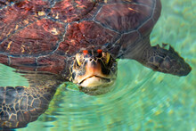 Close Up View On A Green Sea Turtle Head