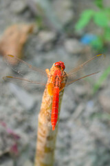 Wall Mural - Red dragonfly picture beautiful pictures close up on plant leaf, animal insect macro, nature garden park background