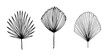 Set of exotic tropical palm leaves, hand-drawn in a doodle for elegant design of ornaments, patterns. Vector hand drawn set of various silhouette leaves in outline technique on the white background.