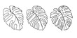 Set of exotic Monstera Liana tropical leaves, hand-drawn in a doodle for elegant design of ornaments, patterns. Vector hand drawn set silhouette leaves in outline technique on the white background.