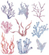 Collection of sea plants and aquatic marine seaweed. Watercolor illustration.