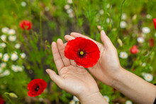 Hands Of Girl With A Red Poppies In Green Field. 