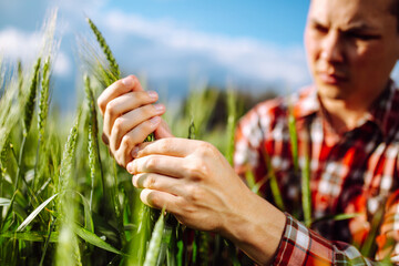 Wall Mural - Farmer touches the spikelets of young green wheat and checking the ripeness level of the harvest. Agronomist analyzes the growing grains on the field. Agricultural and farm concept.