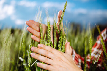 Wall Mural - Farmer touches the spikelets of young green wheat and checking the ripeness level of the harvest. Agronomist analyzes the growing grains on the field. Agricultural and farm concept.