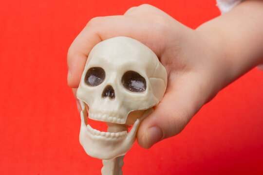 Hands holding model of human skull