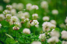 A Field Of Blooming White Clover Flowers And Honey Bees