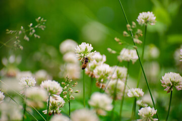 Wall Mural - A field of blooming white clover flowers and honey bees