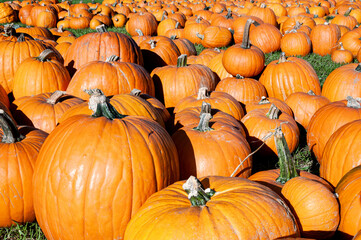 Field of Pumpkins