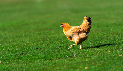 Sticker - Chicken and rooster on a farm. Free grazing. Ecological farm.